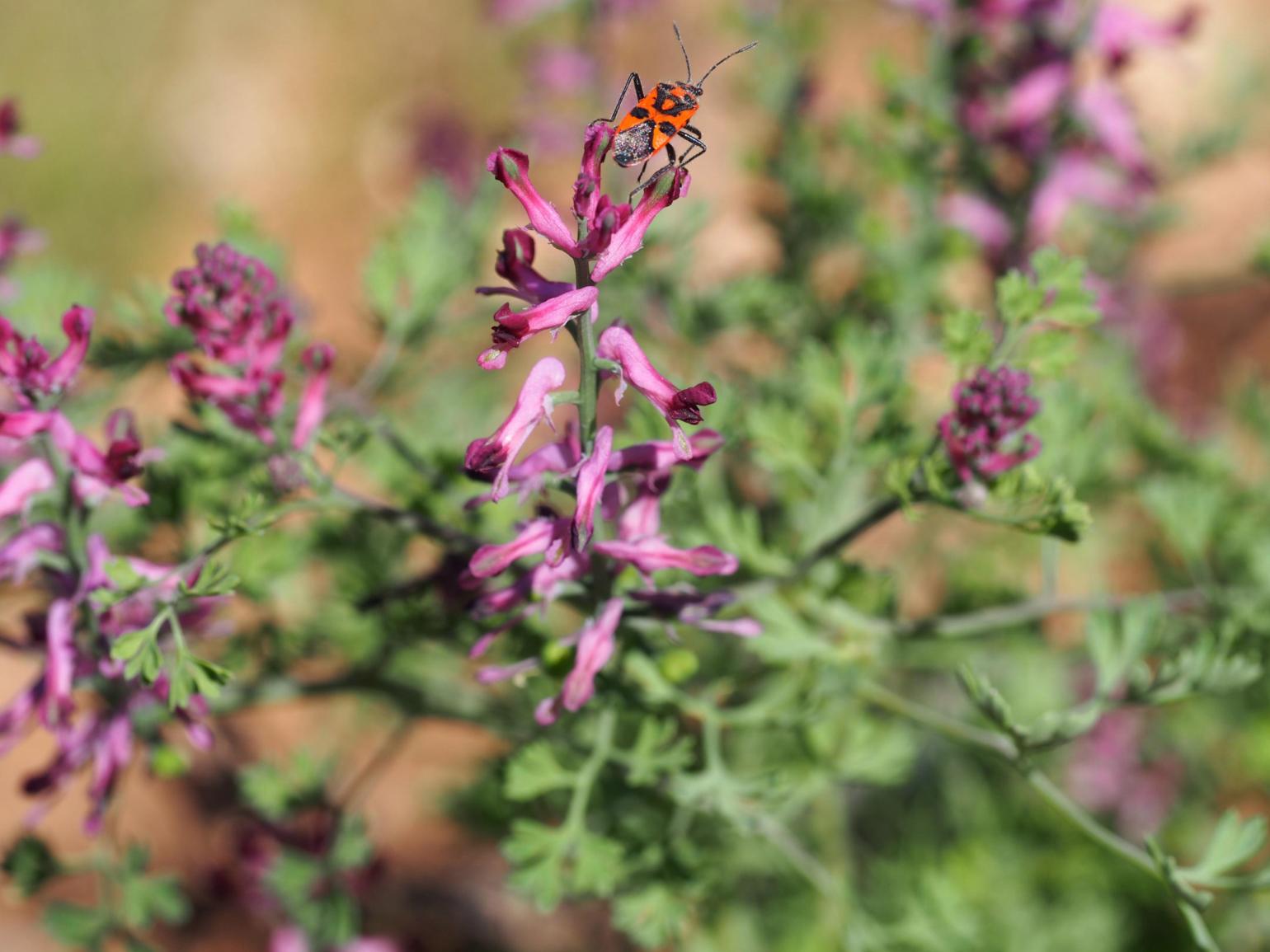 Fumitory, Common